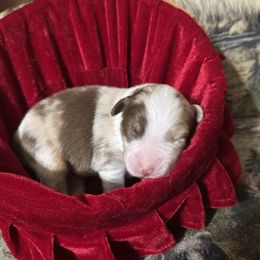 Australian Shepherd puppies from 4B Ranch & Livestock, LLC