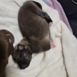 Pomsky Puppies from White Horse Pomsky's