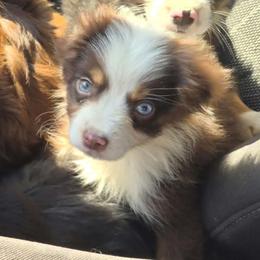 Havoc - Ready Now - Red tri male Miniature Australian Shepherd puppy in Oronogo, Missouri from Dutton's Show Me Farms