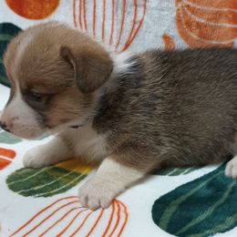 Pembroke Welsh Corgi Puppies from Episode Corgis