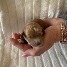 Otani - Blue - Red male Cavapoo puppy in South Jordan, Utah from Simply Sweet Paws. LLC