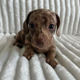 Pongo - Dapple male Dachshund puppy in Ocala, Florida from Weenie Boops