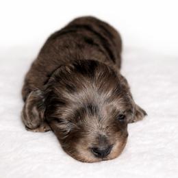Dapple Female - Pet Only - Limited AKC - Dapple female Dachshund puppy in Nashville, Tennessee from Farmhouse Sausages - Located in TN delivers all over US including California