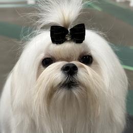 Bae - Maltese