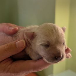 DaoDog Miracle Marlene - White and chocolate female Chinese Crested puppy in Highland Park, Michigan from Family Kennel Dao Dog