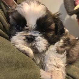 Shih Tzu Puppies from Willow Lane Shih Tzus