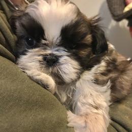 Shih Tzu Puppies from Willow Lane Shih Tzus