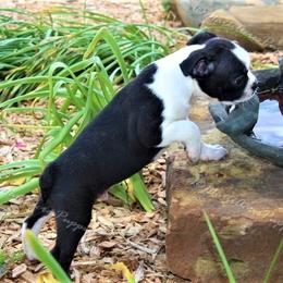Beagle and Boston Terrier Puppies from Marti Acres ~ Boston Terrier & Beagles