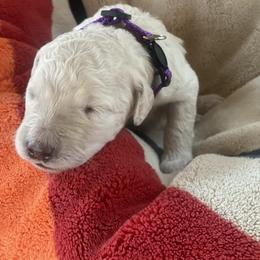 Lilly - Chalk female Labradoodle puppy in Toledo, Washington from Bigfoot Doodles