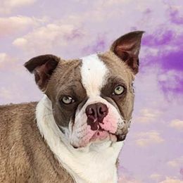 Ryssa - Boston Terrier