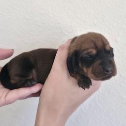 Beignet - Red female Dachshund puppy in Mobile, Alabama from Katrina's Dachshunds