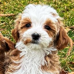 Raleigh - Red  female Goldendoodle puppy in Bountiful, Utah from Red Brick Doodles
