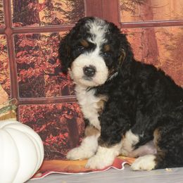 Lola - Tri-color female Bernedoodle puppy in Moulton, Iowa from Shondel Puppy Paws