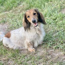 Honey Bun - Dachshund