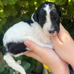 Azul - Parti female Goldendoodle puppy in Lancaster, Pennsylvania from Doodles in the Skye