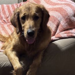 Golden Retriever All Grown Up from Brilliant Golden Furry Tails