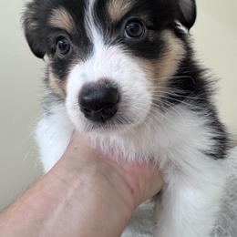 Boo - Black tri-color female Australian Shepherd puppy in Wrightstown, New Jersey from Hartzland Farm Australian Shepherds