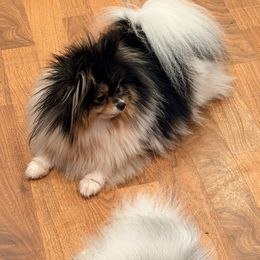 Sopia - Pomeranian