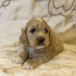 Cockapoo and Goldendoodle Puppies from Capital Doodles