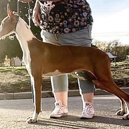 Jefe - Red and white male Ibizan Hound puppy in Oklahoma from Nevaeh Ibizan Hounds