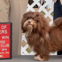 Cuervo - Havanese