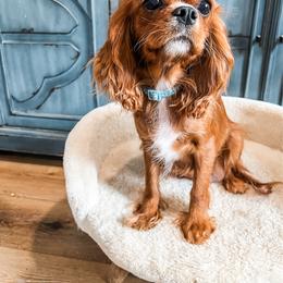 Sofia - Cavalier King Charles Spaniel