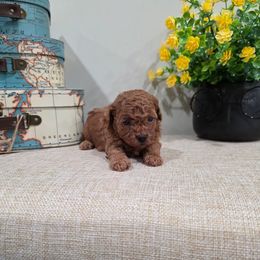 Ripley (CKC) - Red  female Poodle puppy in Rainbow City, Alabama from Spinks Poodles