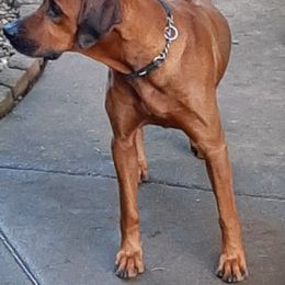Safari - Rhodesian Ridgeback