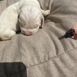 Boy 4 “Snowy” - Lemon and white male Basset Hound puppy in Loup City, Nebraska from WoodKrick Bassets
