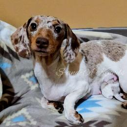 Tiffany - Dachshund
