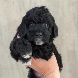Ace - Black male Goldendoodle puppy in Clinton, Utah from Golden Law Kennels
