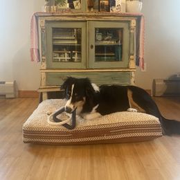 English Shepherd All Grown Up from Goodwin Heritage Homestead