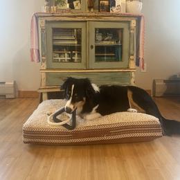English Shepherd All Grown Up from Goodwin Heritage Homestead
