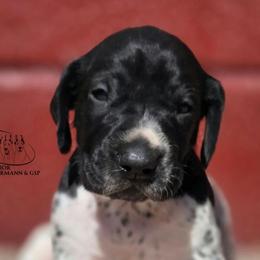 Boy 3 - Black roan male German Shorthaired Pointer puppy in China Township, Michigan from Snell's Superior Kennel Dobermann & GSP