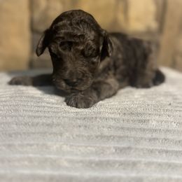 Hitchcock - Merle male Goldendoodle puppy in Lake City, Florida from Dream Hollow Farm