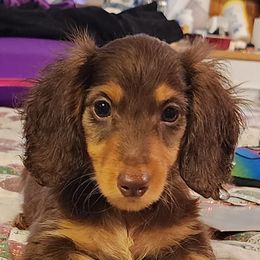 Dachshunds from Darling Dachshunds