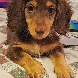 Dachshunds from Darling Dachshunds