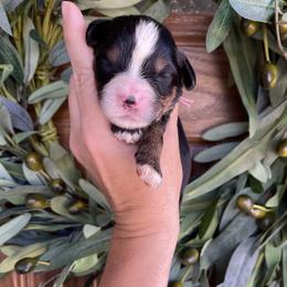 Girl 3 - Tri-color female Bernedoodle puppy in Superior, Arizona from Mountain Bridge Doodles