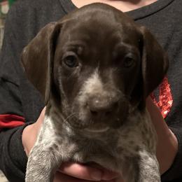 German Shorthaired Pointer Puppies from Bethlehem Farms