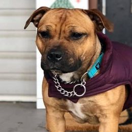Staffordshire Bull Terriers from Rose Gold Staffords