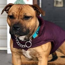 Staffordshire Bull Terriers from Rose Gold Staffords