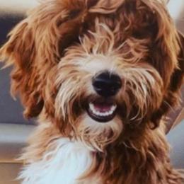 Goldendoodle Puppies from Graystone Doodles