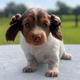 Blossom - Piebald female Dachshund puppy in Stilwell, Oklahoma from MB’s Dachshunds
