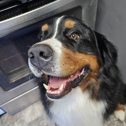 Winnie - Bernese Mountain Dog