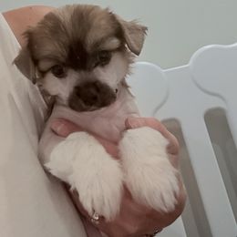 Poppy - Slate female Chinese Crested puppy in Dublin, California from Show Style Chinese Cresteds