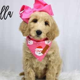Vanilla - Cream female Goldendoodle puppy in Casa Grande, Arizona from AzDoodle Dandies