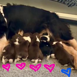 Girl 3 - Liver and white female English Springer Spaniel puppy in Scio, Oregon from Starlet Springers