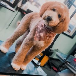 Goldendoodle Puppies from Muddydoodles