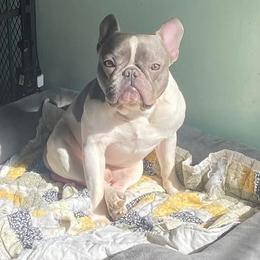 French Bulldog All Grown Up from Jen Haney