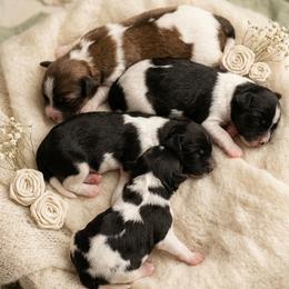 Shih Tzu puppies from Shih Tzu Babies